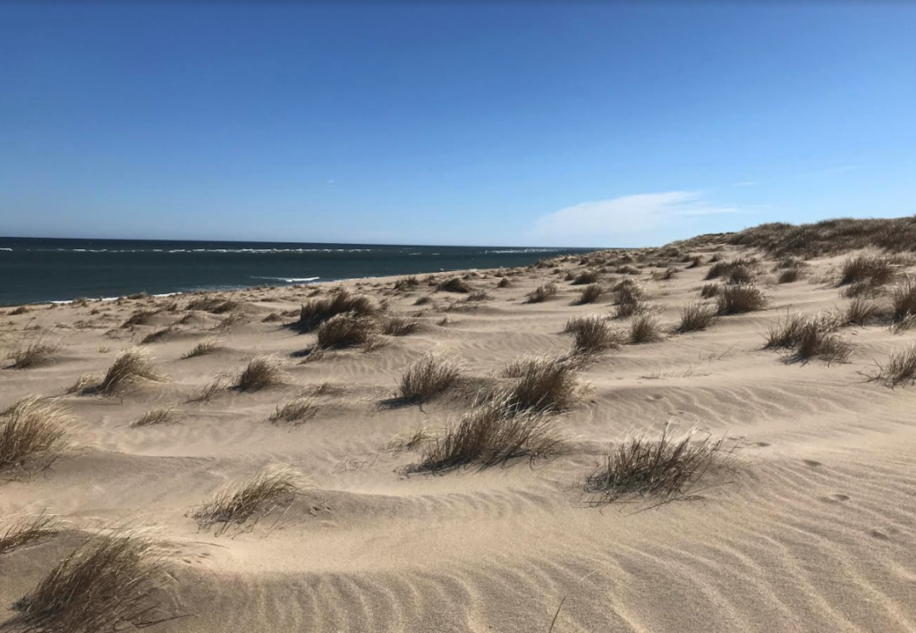 Dunes Provincetown